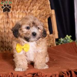Scott, Teddy Bear Puppy